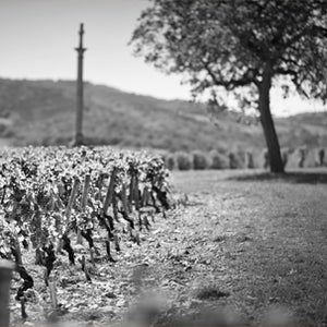 DOMAINE BELLEVILLE Burgundy